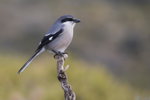 Southern grey shrike