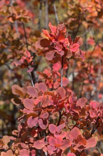Red shining leaves of the wig bush