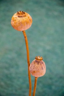 Dried poppy heads seen in view