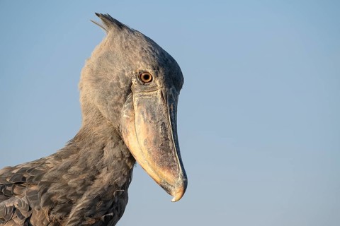 Shoebill