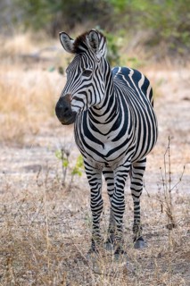 Plains Zebra of the subspecies crawshay's zebra