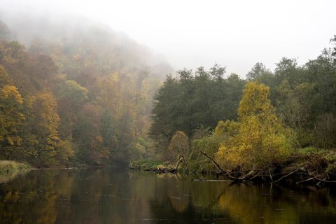 Foggy atmosphere, River Thaya in autumn, National Park Thayatal, Hardegg, Lower Austria, Austria, Europe