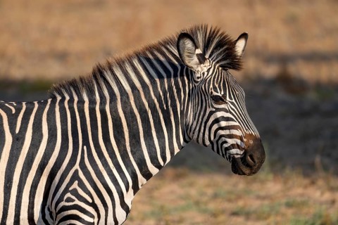Plains Zebra of the subspecies crawshay's zebra