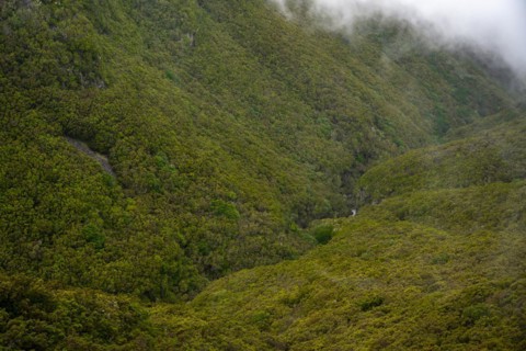 Green forest and hills of Rabacal, Paul da Serra, Madeira, Portugal, Europe