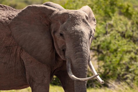 A beautiful large elephant roaming the savannah. Beautifully detailed shot of the elephant in search of food and water. The famous red elephants in the gene of Tsavo West National Park, Kenya, Africa