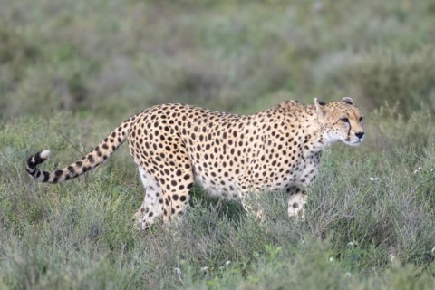 Cheetah