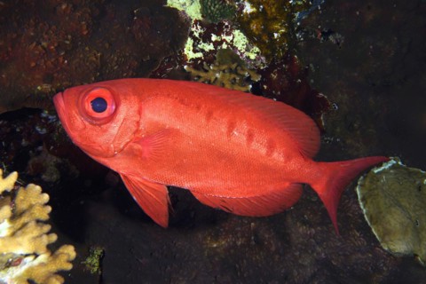 Common bigeye