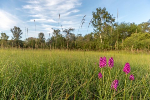 Pyramidal orchid in a meadow in spring. Alsace, France, Europe