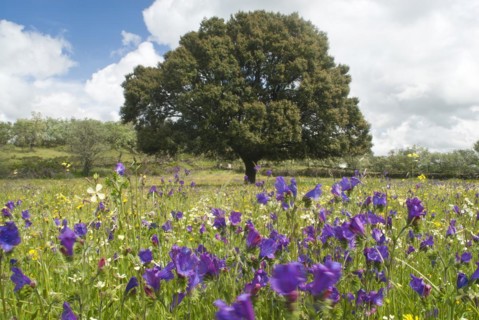 Holm oak