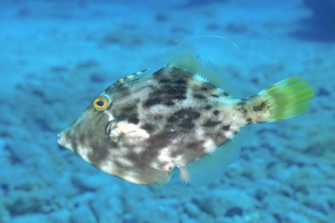 Brown filefish