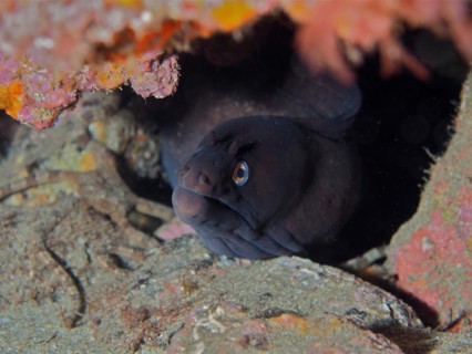 Black moray eel
