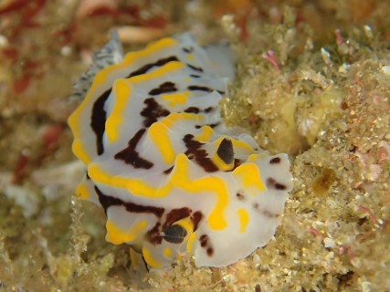Bicoloured halgerda