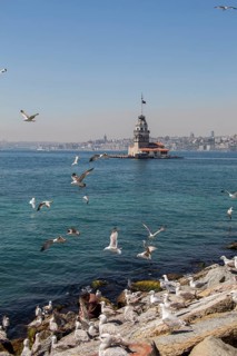 Seagulls and Maidens Tower located in Istanbul