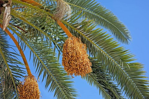 Fruiting of a date