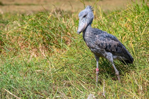 Shoebill