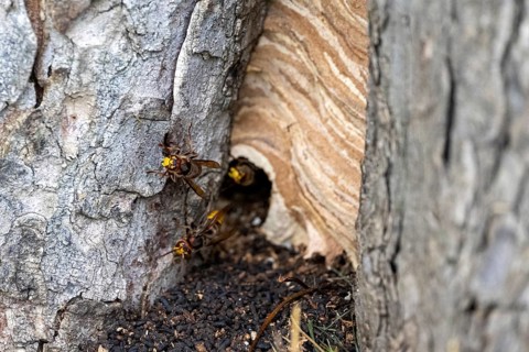 European hornet