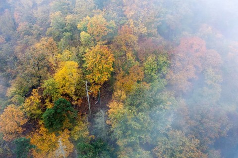 Foggy atmosphere, autumnal forest, aerial view, Thayatal, Hardegg, Lower Austria, Austria, Europe