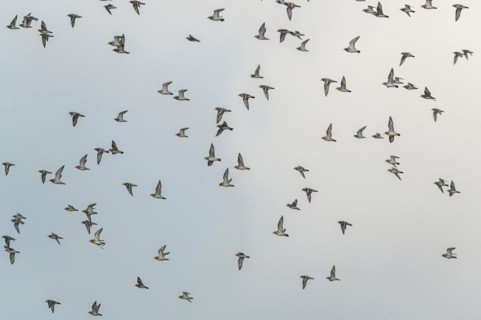 Grey Plover