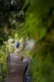 Hiker on Levada do Moinho, Ponta do Sol, Madeira, Portugal, Europe