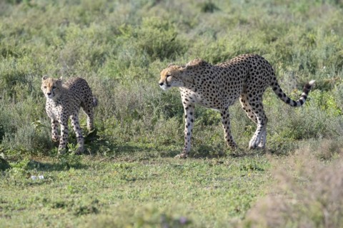 Cheetah