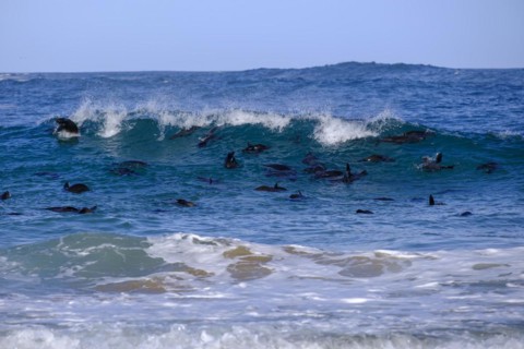 Seals in the water, seal colony, Robberg Island, Robberg Peninsula, Robberg Nature Reserve, Plettenberg Bay, Garden Route, Western Cape, South Africa, Africa