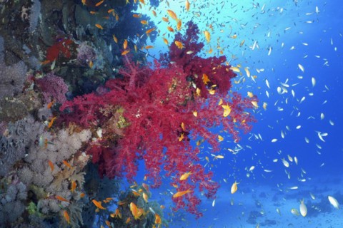 Klunzingers klunzingers soft coral
