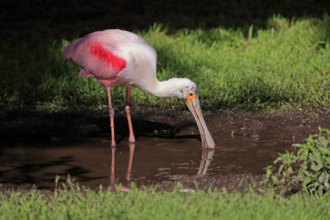 Roseate spoonbill