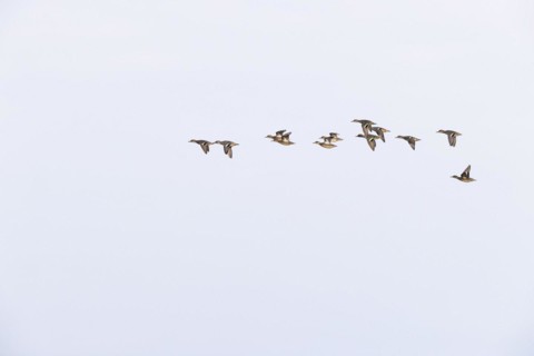 Eurasian teal
