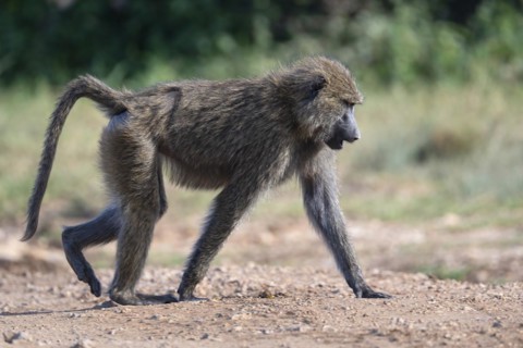 Olive baboon