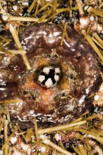 The teeth of a sea urchin
