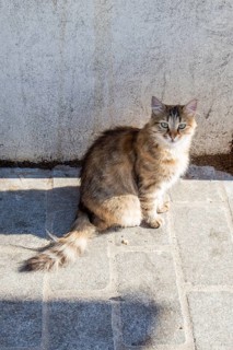 Stray cat seen in the street of the city