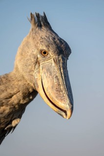 Shoebill