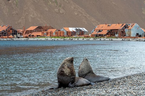 Sea Bears off South Georgia Whaling Station Stromness Bay