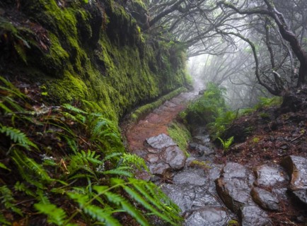 Mystic forest with mist, Vereda Francisco Achadinha hiking trail, Rabacal, Madeira, Portugal, Europe