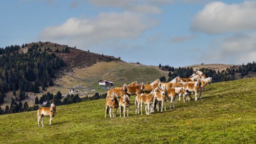 Haflinger horses