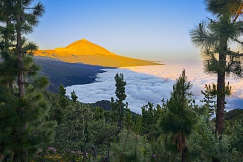 Pico del Teide at sunrise over trade wind clouds, Teide National Park, Tenerife, Canary Islands, Spain, Europe
