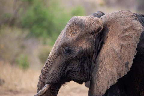 Elephant in Tsavo National Park, Kenya, East Africa, Africa