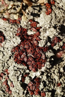 Fire bugs