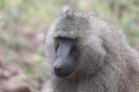 Olive baboon