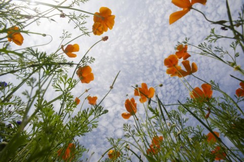 Iceland poppy