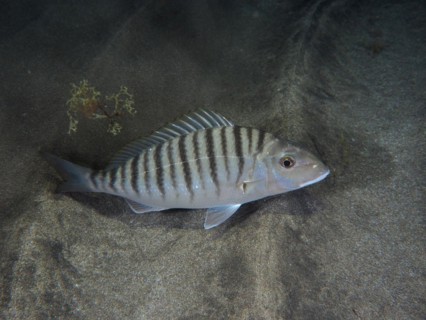 Sand steenbras