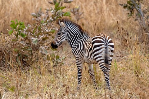 Plains Zebra of the subspecies crawshay's zebra