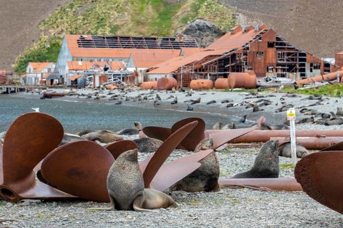 Sea Bears off South Georgia Whaling Station Stromness Bay