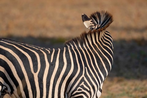 Plains Zebra of the subspecies crawshay's zebra