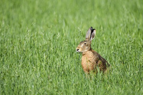 European brown hare