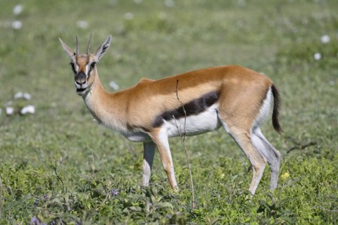 Serengeti thomsons gazelle