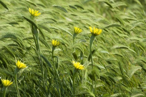 Meadow salsify