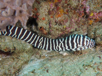 Zebra moray