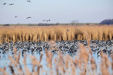 Barnacle geese