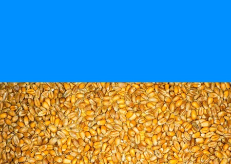 Symbolic photo, in colours of the Ukrainian national flag, the yellow consists of wheat